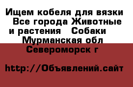 Ищем кобеля для вязки - Все города Животные и растения » Собаки   . Мурманская обл.,Североморск г.